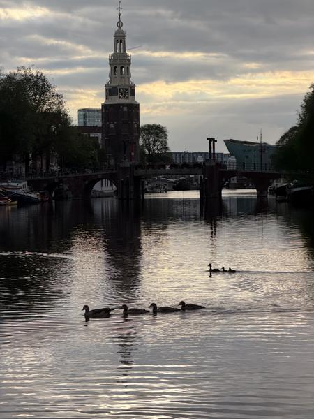 This tranquil photo captures a serene morning scene along the Houtkopersburgwal in Uilenburg, Amsterdam, with ducks gracefully swimming in the canal